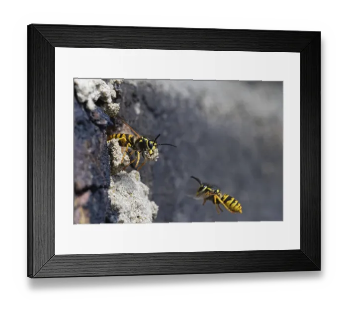 Framed Print : Vespula germanica (Vespula germanica) in front of the entrance to the nest in a house wall Framed Print : Vespula germanica (Vespula germanica) in front of the entrance to the nest in a house wall