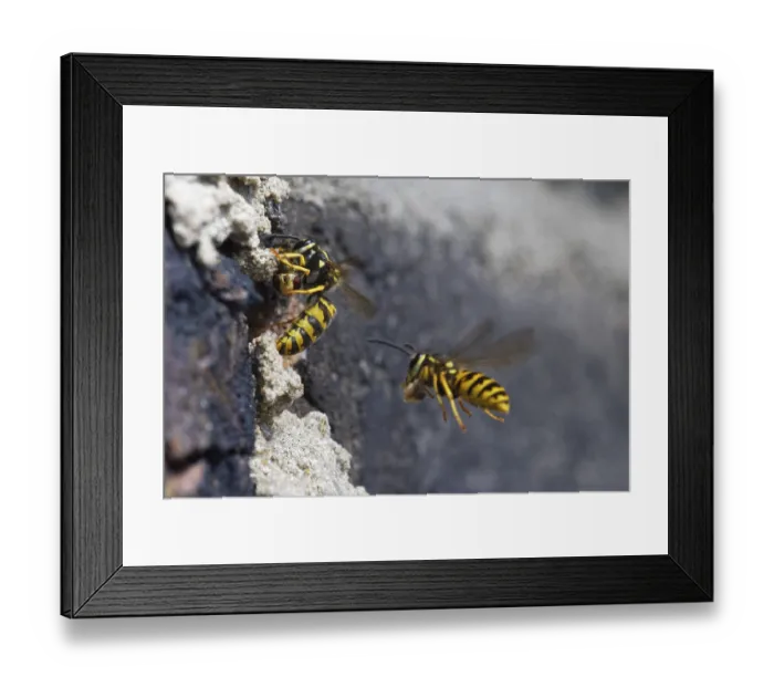Framed Print : Vespula germanica (Vespula germanica) in front of the entrance to the nest in a house wall Framed Print : Vespula germanica (Vespula germanica) in front of the entrance to the nest in a house wall