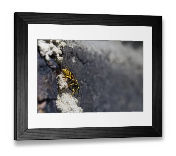 Framed Print : Vespula germanica (Vespula germanica) in front of the entrance to the nest in a house wall Framed Print : Vespula germanica (Vespula germanica) in front of the entrance to the nest in a house wall