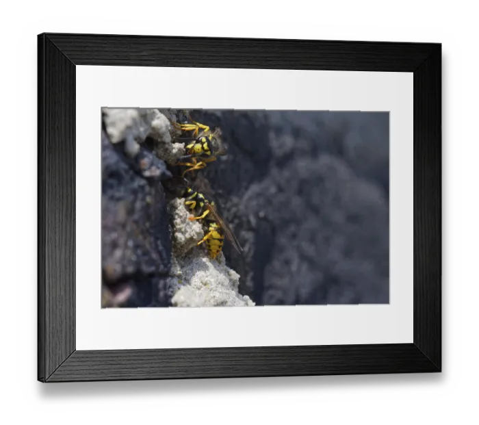 Framed Print : Vespula germanica (Vespula germanica) in front of the entrance to the nest in a house wall