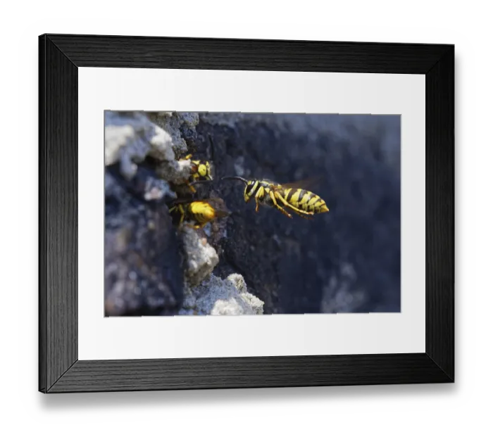 Framed Print : Vespula germanica (Vespula germanica) in front of the entrance to the nest in a house wall