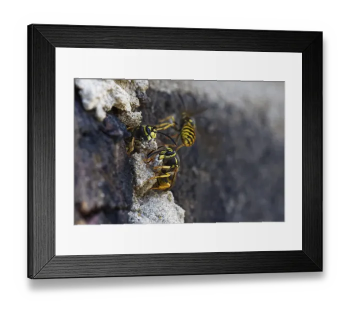 Framed Print : Vespula germanica (Vespula germanica) in front of the entrance to the nest in a house wall Framed Print : Vespula germanica (Vespula germanica) in front of the entrance to the nest in a house wall