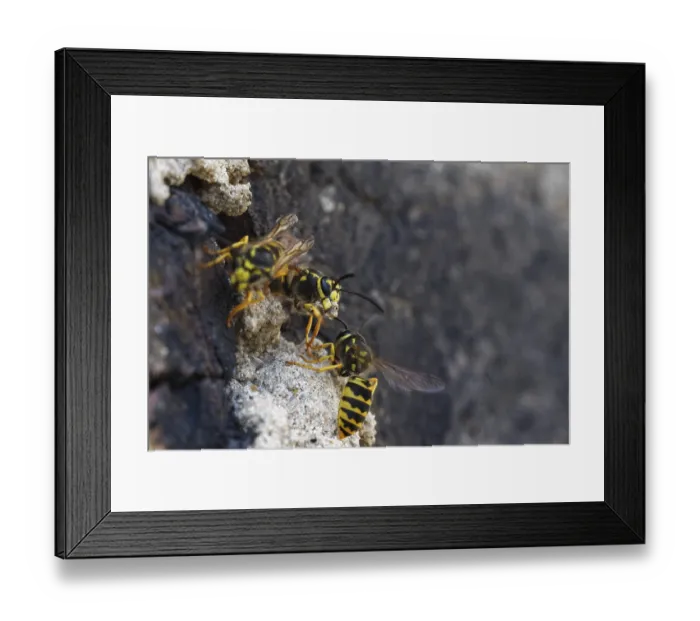 Framed Print : Vespula germanica (Vespula germanica) in front of the entrance to the nest in a house wall Framed Print : Vespula germanica (Vespula germanica) in front of the entrance to the nest in a house wall