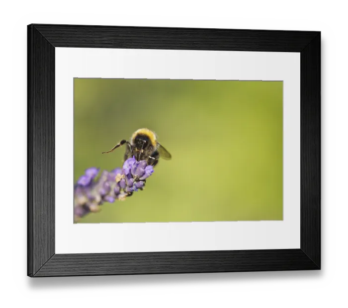 Framed Print : Meadow bumblebee (Bombus pratorum) collecting nectar and pollen on true lavender (Lavandula angustifolia)