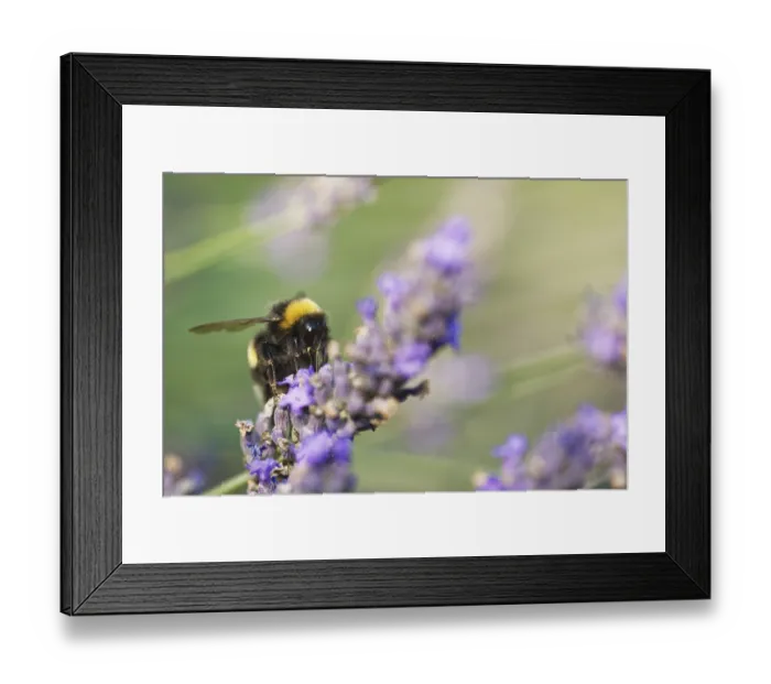 Framed Print : Meadow bumblebee (Bombus pratorum) collecting nectar and pollen on true lavender (Lavandula angustifolia)