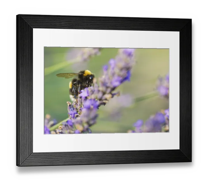 Framed Print : Meadow bumblebee (Bombus pratorum) collecting nectar and pollen on true lavender (Lavandula angustifolia)