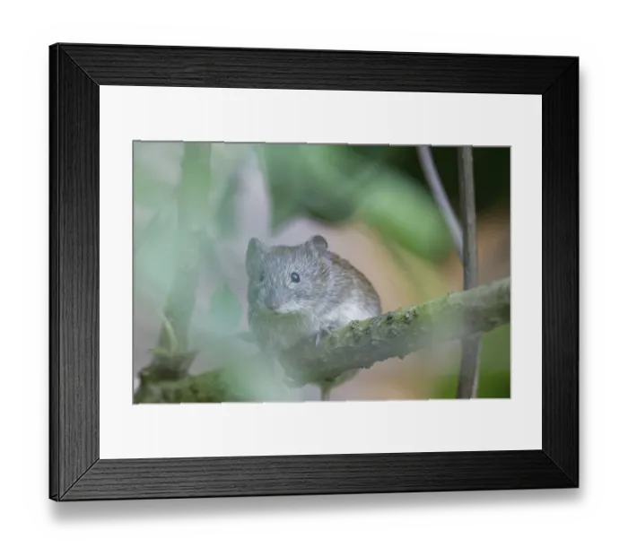 Framed Print : House mouse (Mus), Kempen North Rhine-Westphalia Framed Print : House mouse (Mus), Kempen North Rhine-Westphalia