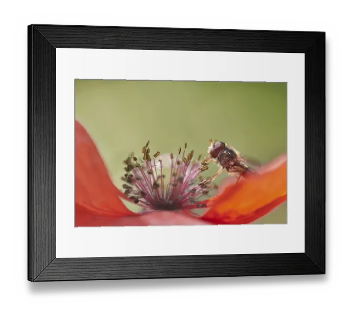 Framed Print : Grove hoverfly (Episyrphus balteatus) searching for pollen in a poppy flower (Papaver)