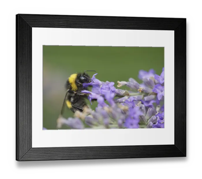 Framed Print : Meadow bumblebee (Bombus pratorum) collects nectar and pollen on Common lavender (Lavandula angustifolia) Framed Print : Meadow bumblebee (Bombus pratorum) collects nectar and pollen on Common lavender (Lavandula angustifolia)