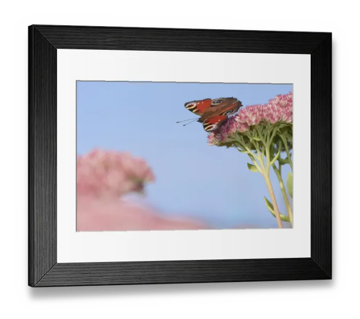 Framed Print : Peacock butterfly (Aglais io) searches for nectar in the flowers of the stonecrop (Hylotelephium) Framed Print : Peacock butterfly (Aglais io) searches for nectar in the flowers of the stonecrop (Hylotelephium)