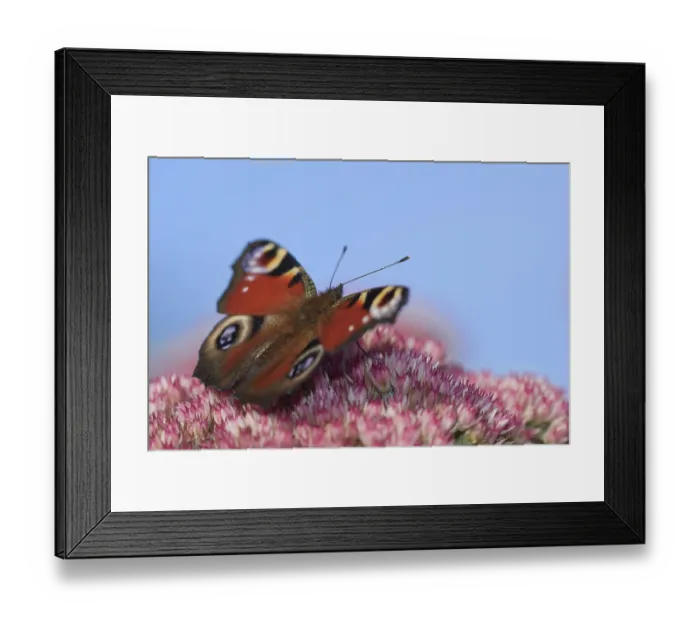 Framed Print : Peacock butterfly (Aglais io) searches for nectar in the flowers of the stonecrop (Hylotelephium)