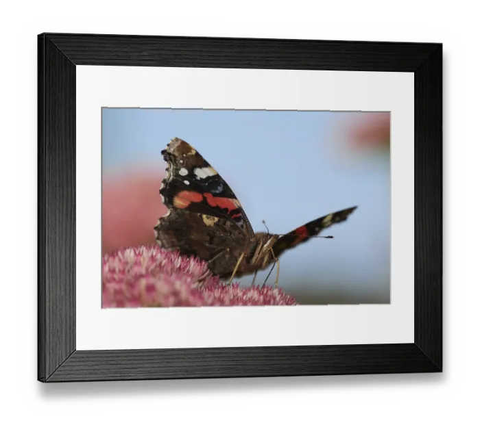 Framed Print : Admiral (Vanessa atalanta) seeks nectar in the flowers of the stonecrop (Hylotelephium)