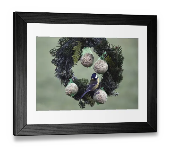 Framed Print : Great tits (Parus major) eating tit dumplings at the feeder