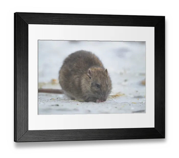 Framed Print : Brown rat (Rattus norvegicus) adult rodent animal feeding on seed on ice in winter Framed Print : Brown rat (Rattus norvegicus) adult rodent animal feeding on seed on ice in winter