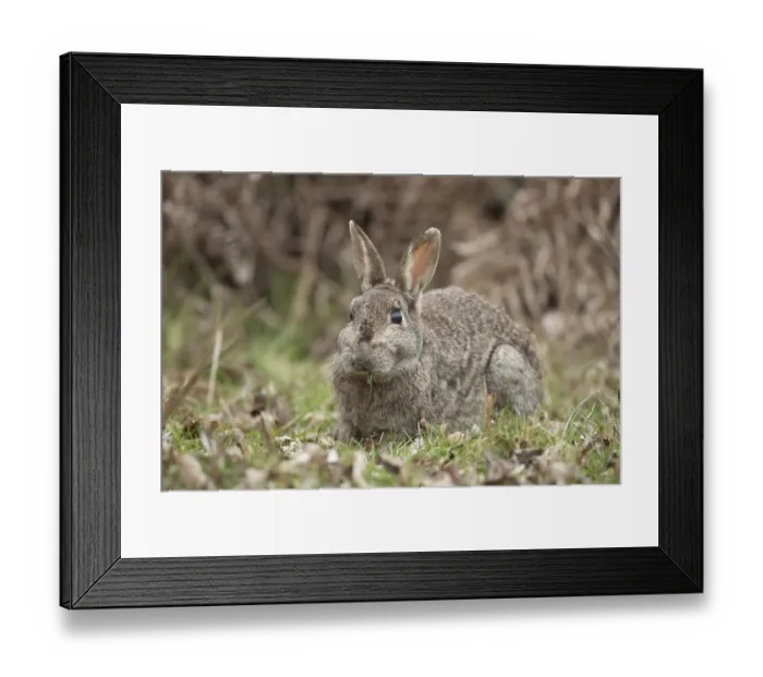 Framed Print : Rabbit (Oryctolagus cuniculus) adult animal eating grass
