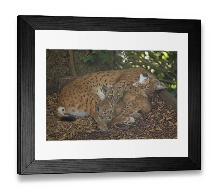 Framed Print : Lynx adult lying down with two young animals seeing differently Framed Print : Lynx adult lying down with two young animals seeing differently