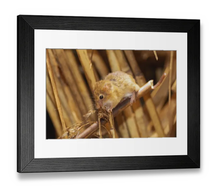 Framed Print : Pygmy mouse standing on reed stalk looking left