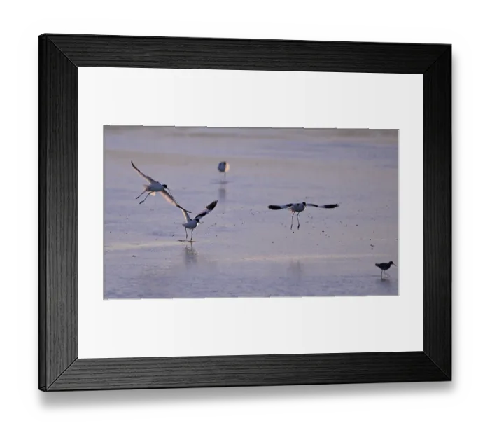 Framed Print : Three flying avocets (Recurvirostra avosetta) over water in backlight Framed Print : Three flying avocets (Recurvirostra avosetta) over water in backlight
