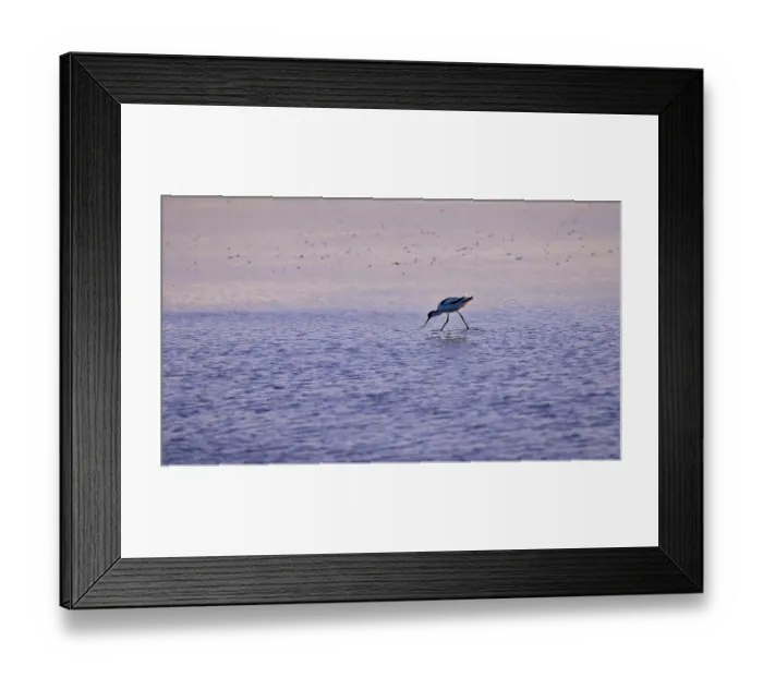 Framed Print : Avocet (Recurvirostra avosetta) in blue water against the light