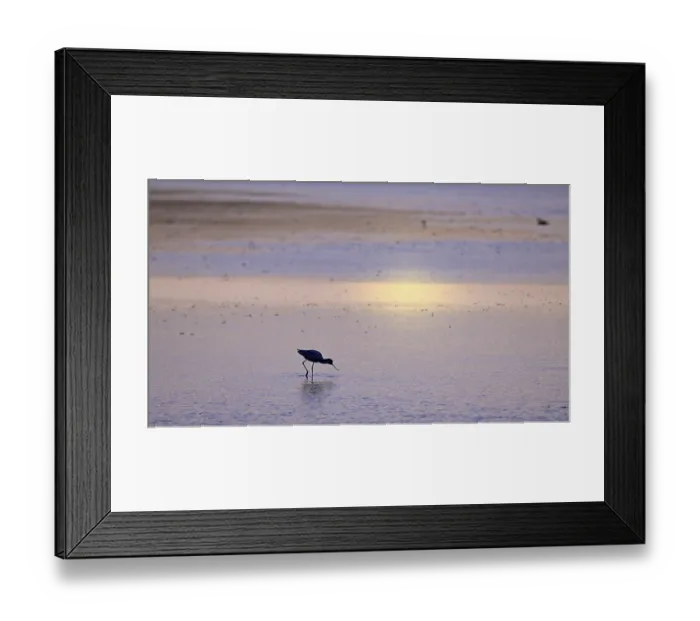 Framed Print : Avocet (Recurvirostra avosetta) in blue water against the light