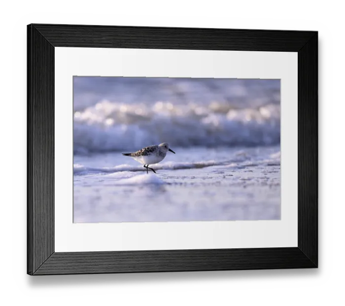 Framed Print : Sanderling (Calidris alba) on the beach with waves