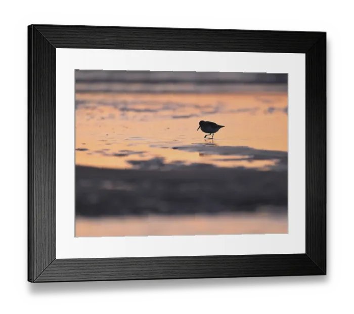 Framed Print : Sanderling (Calidris alba) foraging on the North Sea beach in the reddish evening light