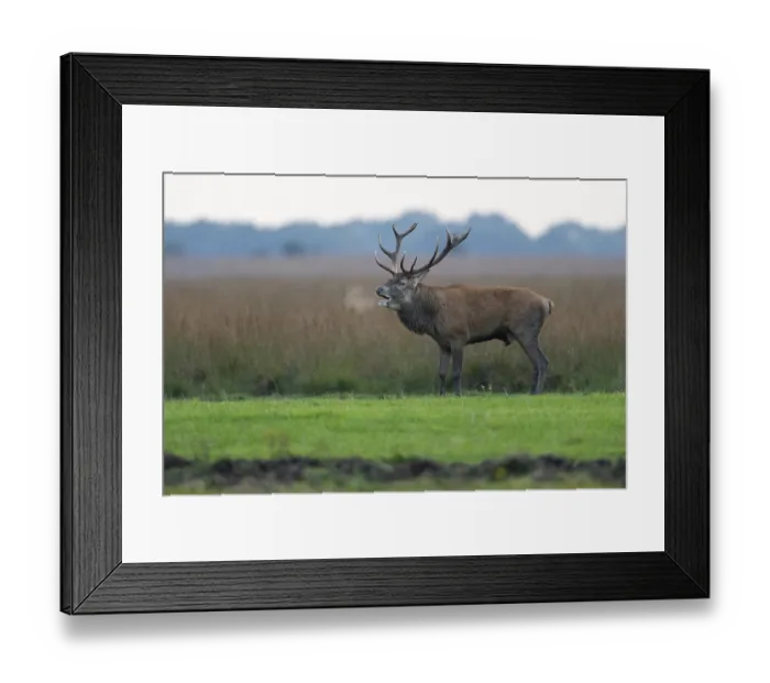 Framed Print : Red deer (Cervus elaphus), rut