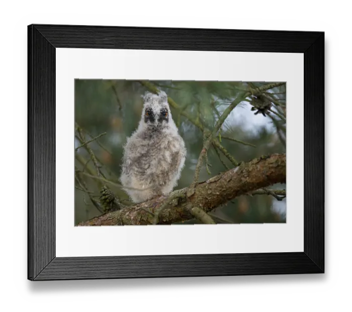 Framed Print : Long-eared owl (Asio otus), young bird Framed Print : Long-eared owl (Asio otus), young bird