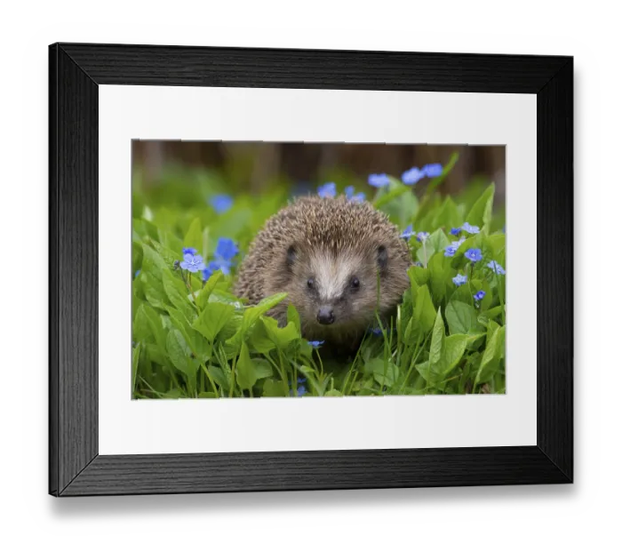 Framed Print : Cute hedgehog, brown-breasted hedgehog (Erinaceus europaeus) in the garden Framed Print : Cute hedgehog, brown-breasted hedgehog (Erinaceus europaeus) in the garden