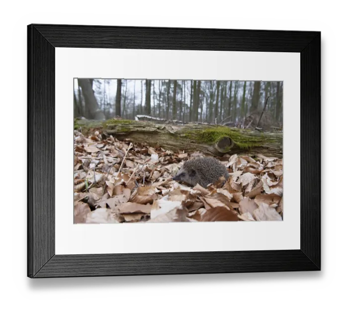 Framed Print : Hedgehog (Erinaceidae) on the forest floor looking for winter quarters