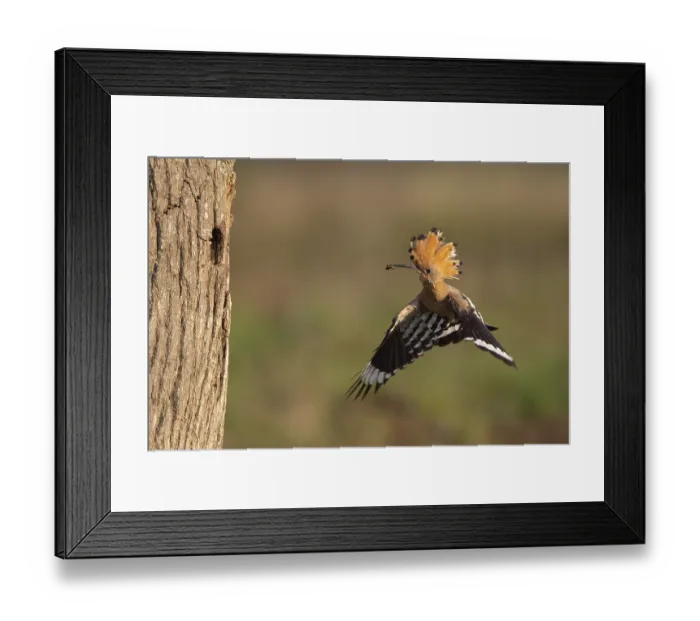 Framed Print : Hoopoe in flight (Upupa epops)