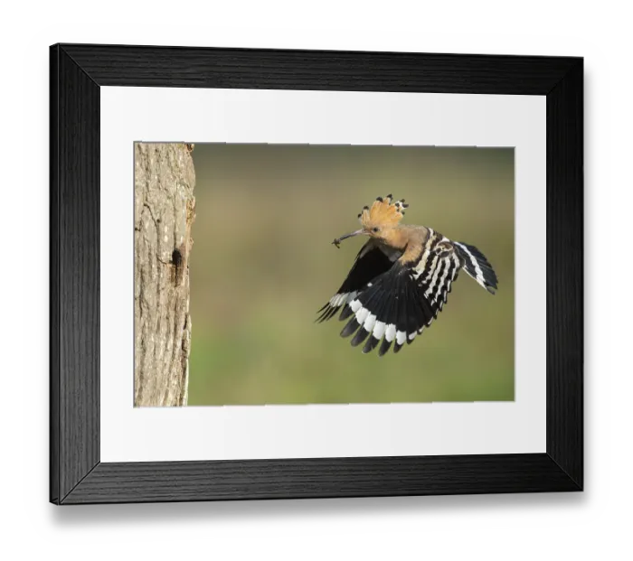 Framed Print : Hoopoe in flight (Upupa epops) Framed Print : Hoopoe in flight (Upupa epops)