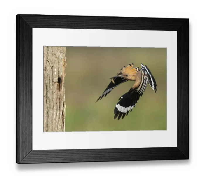 Framed Print : Hoopoe in flight (Upupa epops)