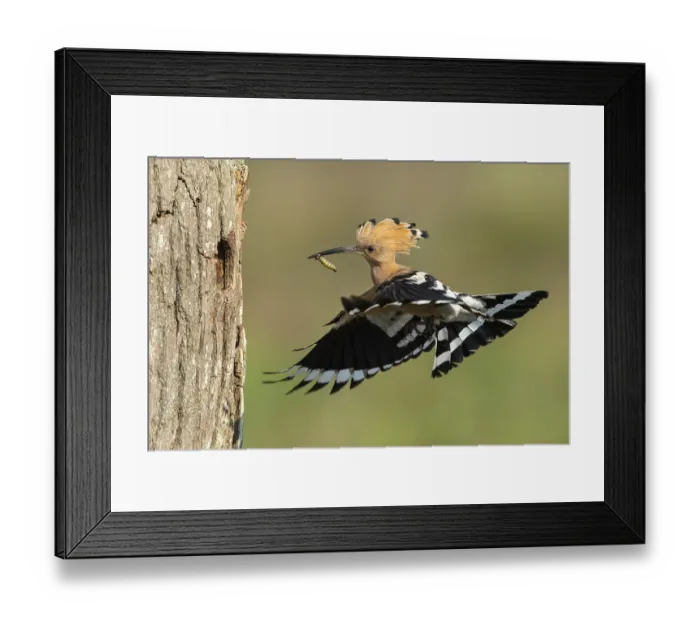 Framed Print : Hoopoe in flight (Upupa epops)