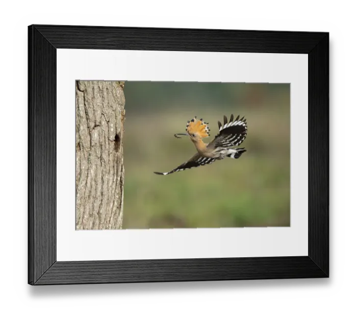 Framed Print : Hoopoe in flight (Upupa epops) Framed Print : Hoopoe in flight (Upupa epops)