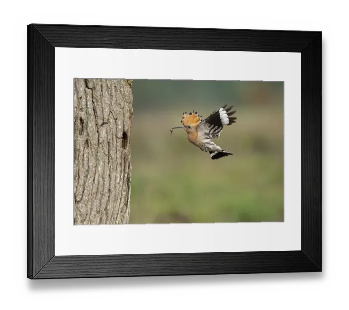 Framed Print : Hoopoe in flight (Upupa epops)
