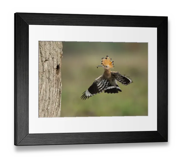 Framed Print : Hoopoe in flight (Upupa epops) Framed Print : Hoopoe in flight (Upupa epops)