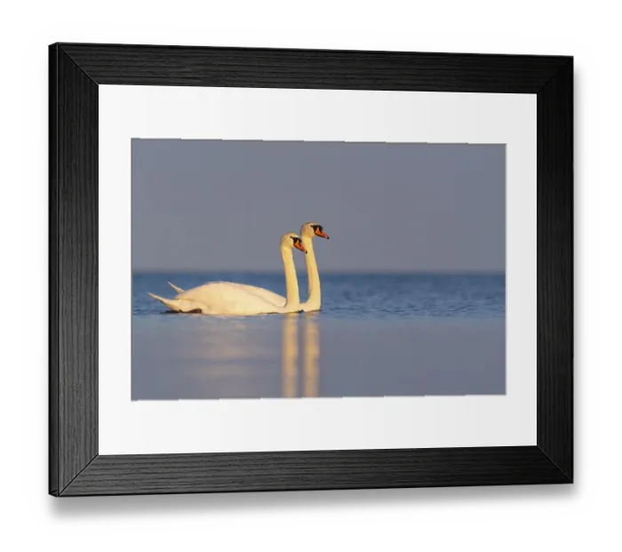 Framed Print : Mute swan (Cygnus olor), Rugen