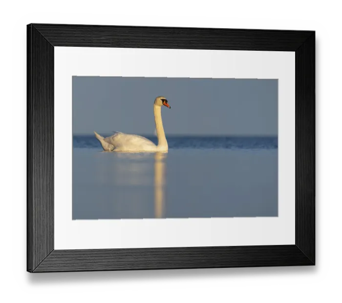 Framed Print : Mute swan (Cygnus olor), Rugen