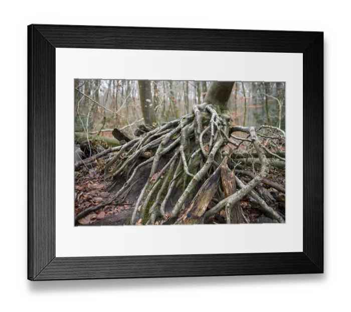 Framed Print : Fallen tree with exposed roots in autumn forest surrounded by leaves and moss Framed Print : Fallen tree with exposed roots in autumn forest surrounded by leaves and moss