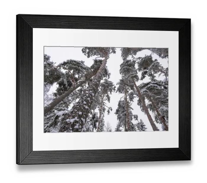 Framed Print : Snowy, towering, snow-laden pine trees in a forest near Jonkoping Framed Print : Snowy, towering, snow-laden pine trees in a forest near Jonkoping