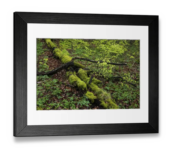 Framed Print : Old beech forest with dead wood in Jasmund National Park on Rugen