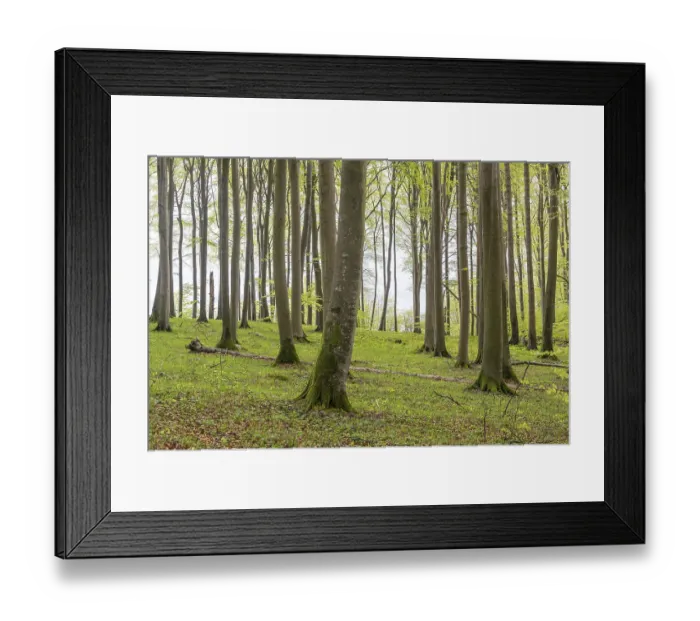Framed Print : Beech forest on chalk cliffs in Jasmund National Park on Rugen Framed Print : Beech forest on chalk cliffs in Jasmund National Park on Rugen