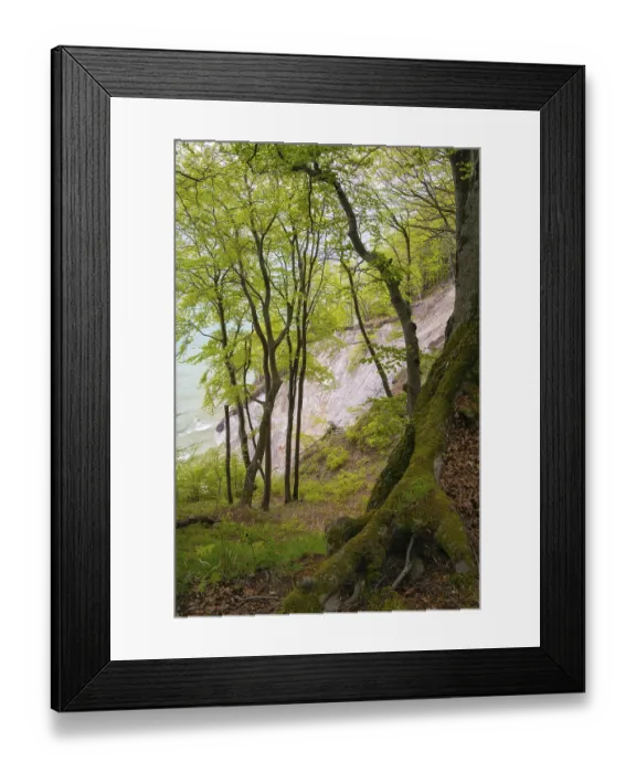 Framed Print : Beech forest with view of chalk cliffs in Jasmund National Park on Rugen Framed Print : Beech forest with view of chalk cliffs in Jasmund National Park on Rugen