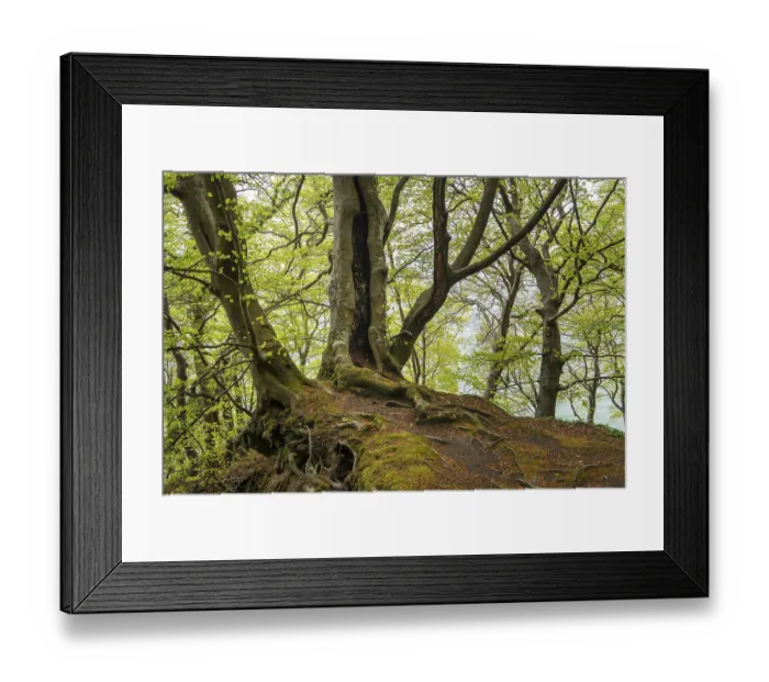 Framed Print : Beech forest with view of chalk cliffs in Jasmund National Park on Rugen Framed Print : Beech forest with view of chalk cliffs in Jasmund National Park on Rugen