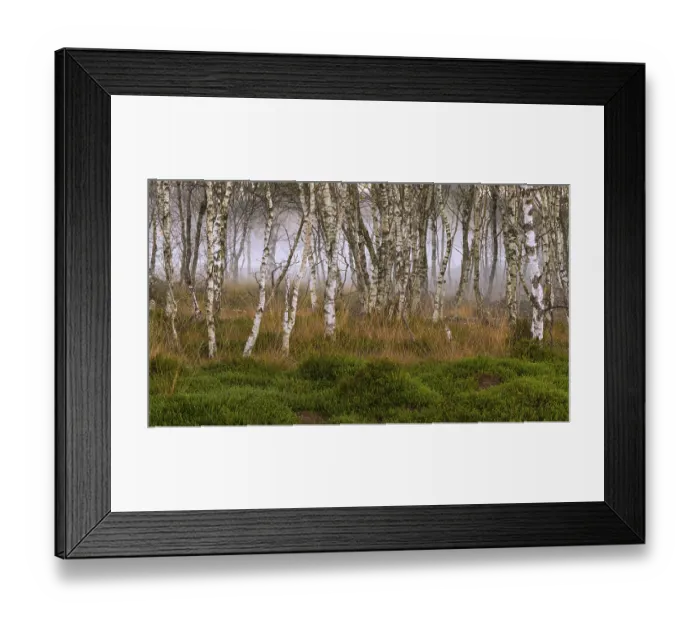 Framed Print : Birch forest and fog at daybreak in the Molberger Dose Framed Print : Birch forest and fog at daybreak in the Molberger Dose