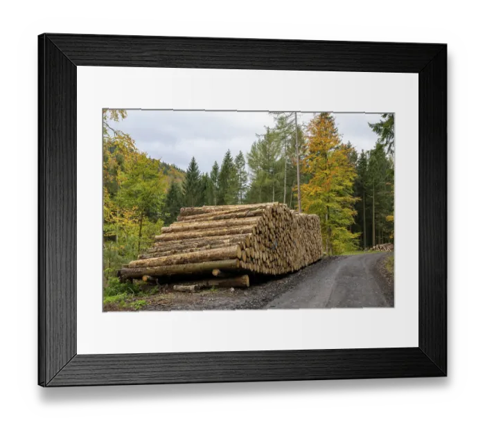 Framed Print : Logging in the Harz Mountains, forest work