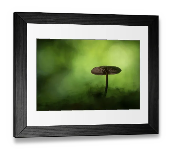 Framed Print : Mushroom in Urwald Baumweg, Ahlhorn Framed Print : Mushroom in Urwald Baumweg, Ahlhorn