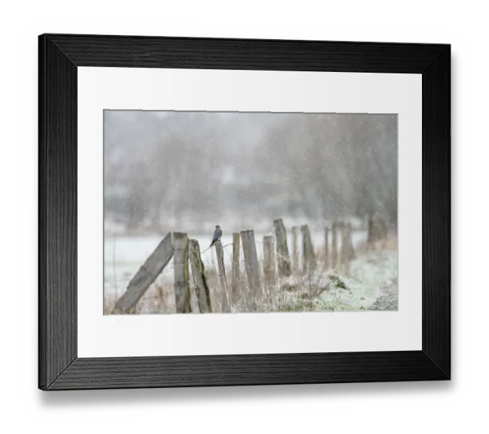 Framed Print : A Merlin (Falco columbarius) sitting on a snow-covered fence in a cold winter landscape