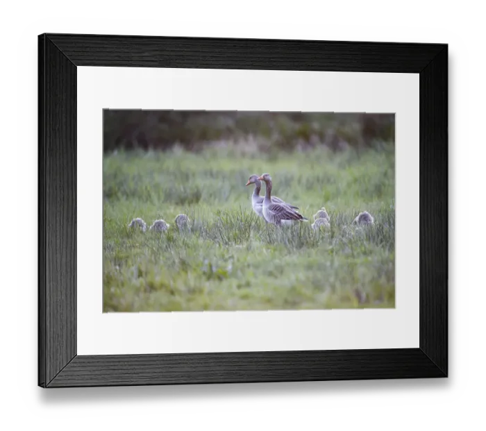 Framed Print : Greylag geese (Anser anser) with their goslings in the tall grass of a green meadow